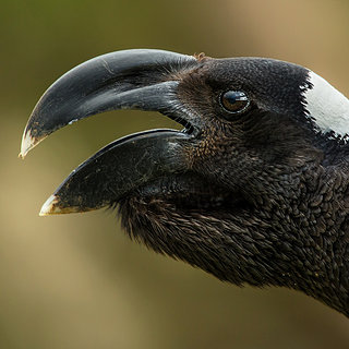 Simien Mountains - Geech - Thick-billed Raven